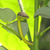 Brown Vine Snake