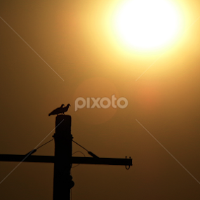 love is in the air ;) by Aman Kadwasra - Animals Birds