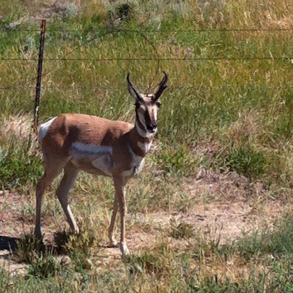 Pronghorn antelope | Project Noah