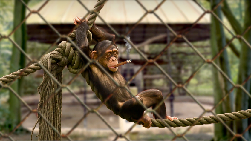 Super Parallax Animals 3D LWP Screen 2