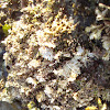 Common Coral Weed