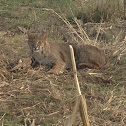 Bobcat