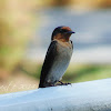 Pacific Swallow