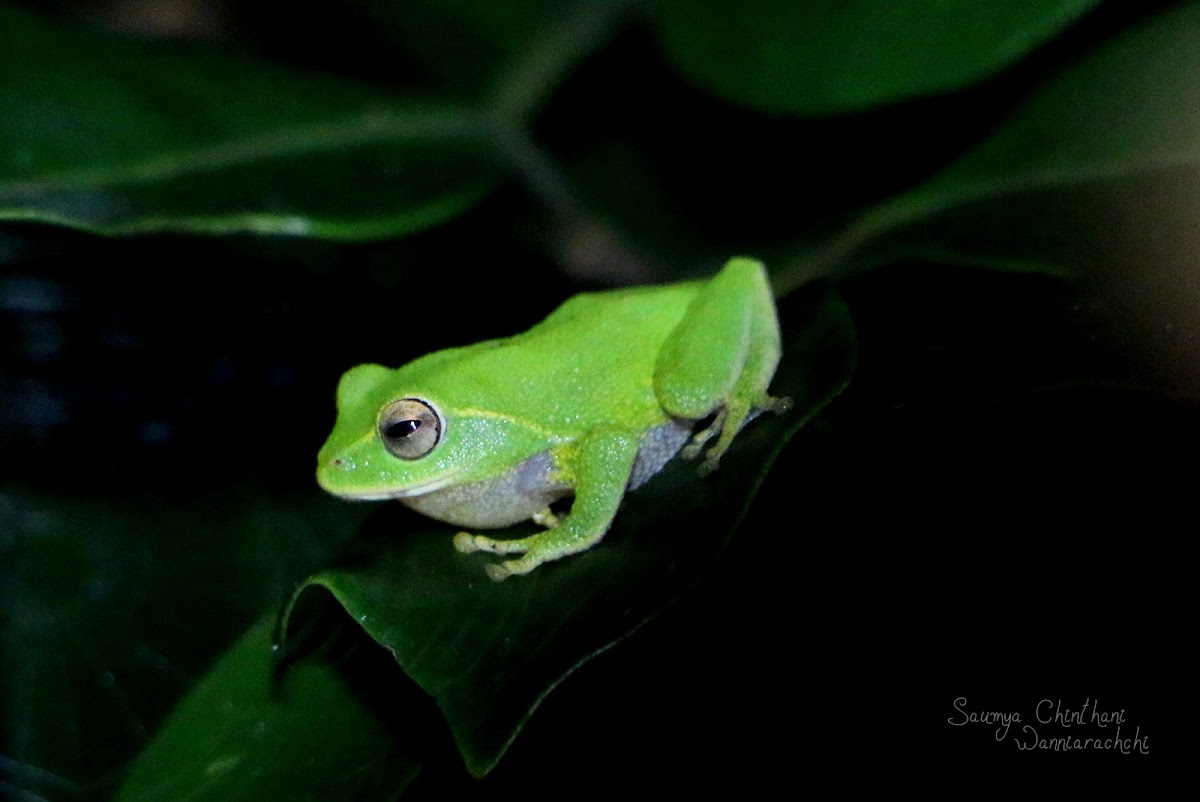 Stuart's shrub frog