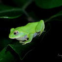 Stuart's shrub frog