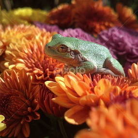 Another friend by Barbara Matul - Instagram & Mobile Android