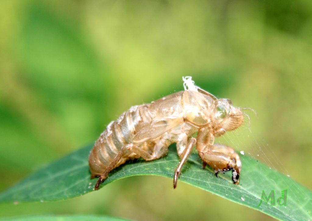 Cicada discarded skin