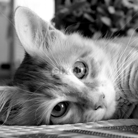 by Tupu Kuismin - Black & White Animals