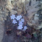 Round Lobed Hepatica