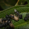 Spiny Ants