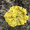 Yellow cushion Crustose Lichen