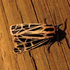 Parthenice tiger moth