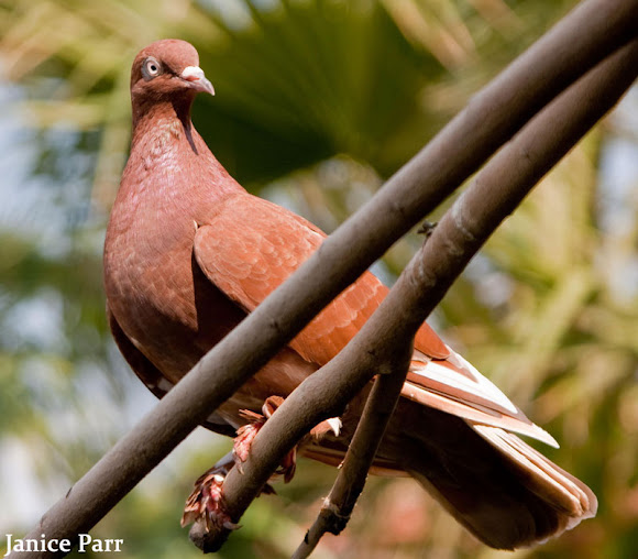 Brown Pigeon Project Noah