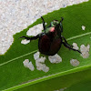 Japanese. Beetle