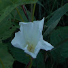 Field Bindweed (Wildflower)