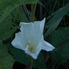 Field Bindweed (Wildflower)