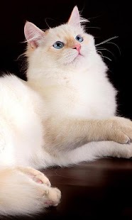 Lastest Norwegian Forest Wallpapers APK for PC