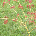 Japanese Maple