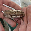Giant Wood Moth