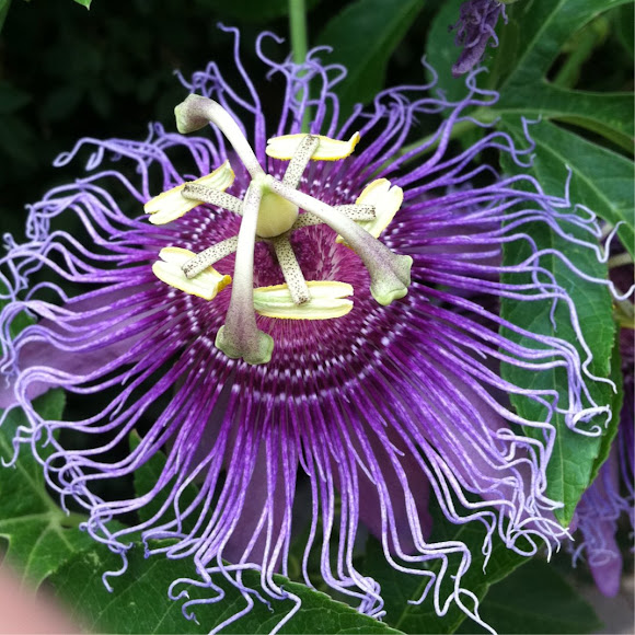 Passion Flower Project Noah