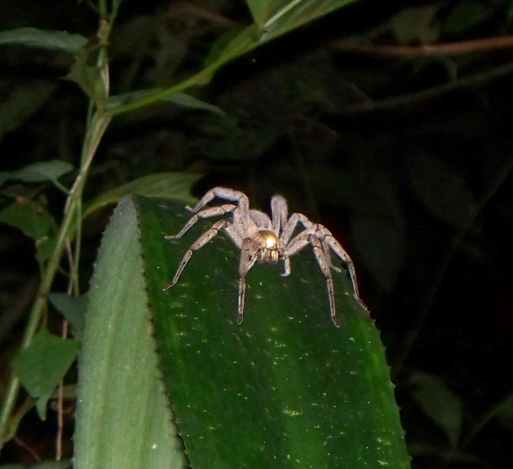 Wandering Spider