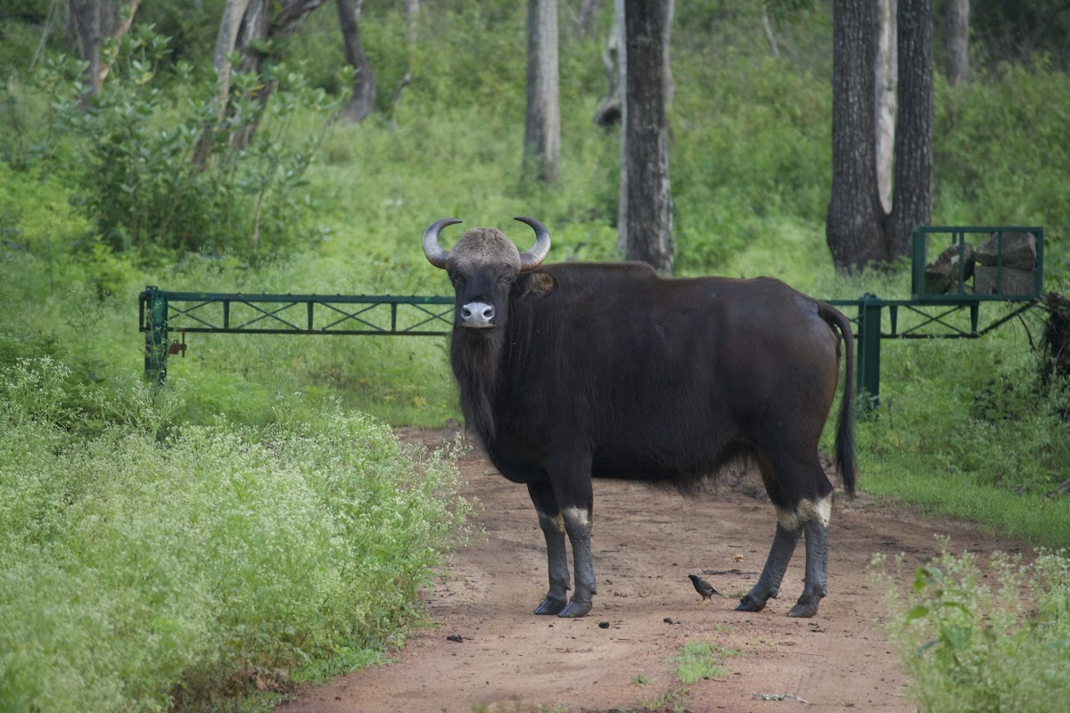 Gaur