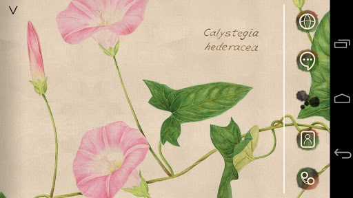 Calystegia Hederacea Atom