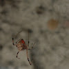 Brown Widow