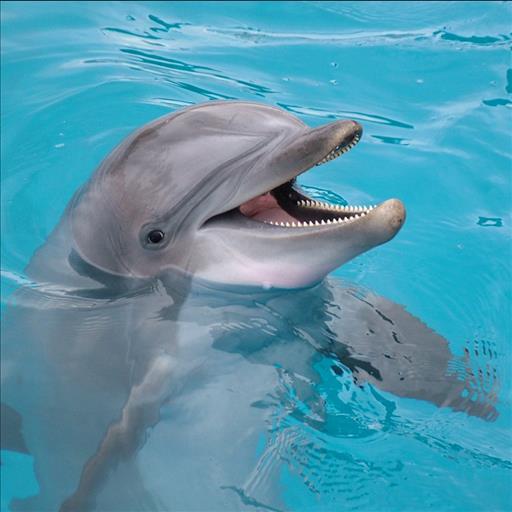 免費下載個人化APP|Dolphin Live Wallpaper app開箱文|APP開箱王