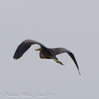 Purple Heron