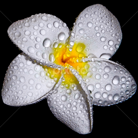 by Asher Jr Salvan - Flowers Single Flower