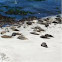 Harbor seal