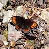 Prunner's Ringlet, erebia temprana