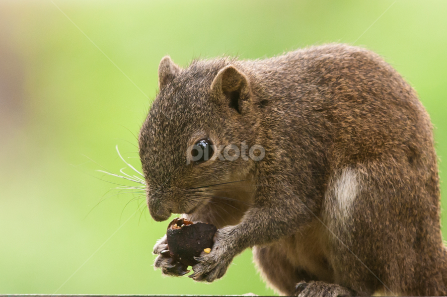 Irawardy Squirrel by Sahad Siddique - Animals Other Mammals