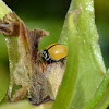 Black-ringed Ladybird