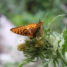 Greater Fritillary Butterlly