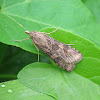 Lucerne Moth
