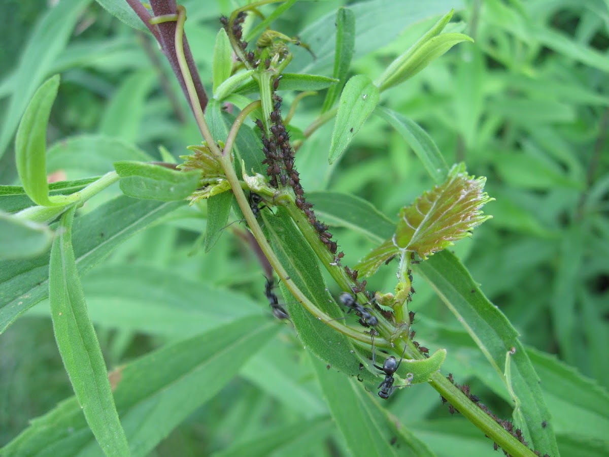 Ants tending aphids