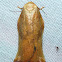 Golden Sarcophagus Moth