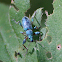 Nettle Weevil