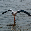 Yellow-Billed Stork