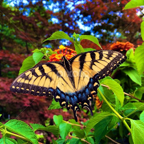 At rest~ Brygida by Bridget Wegrzyn - Animals Insects & Spiders