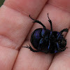Forest Dung Beetle