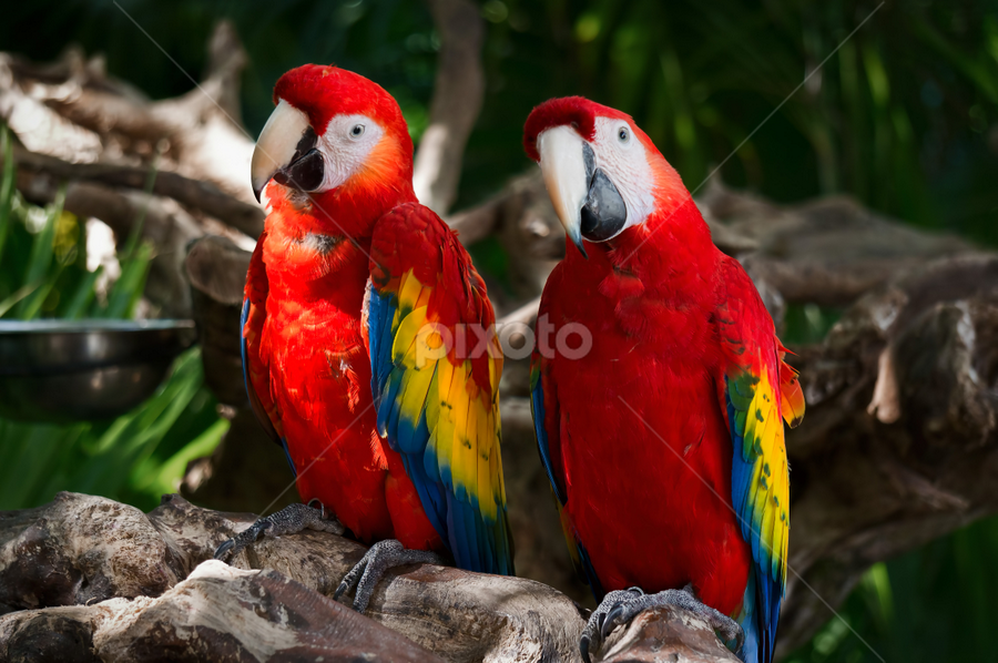 Meet the Rainbow by Wojciech Toman - Animals Birds