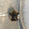 Clavate Tortoise Beetle