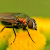 Banded blowfly
