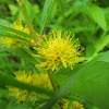 Tufted Loosestrife