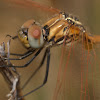 Immature Red-veined Dropwing