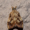 Nasturtium Moth, Cabbage Moth.