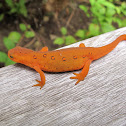 Red-spotted Newt